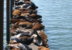 Sealions-mooringbasin