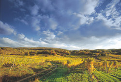 Das Weinbaugebiet THERMENREGION liegt südlich von Wien