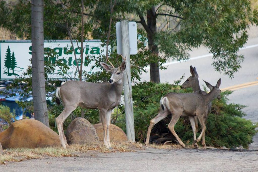 Home Sequoia Motel