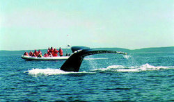Boat and Whale tail