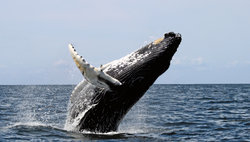 Whale Watching Nova Scotia