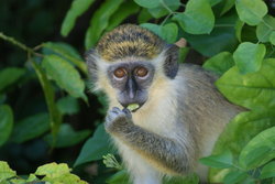 Wildlife Reserve Barbados