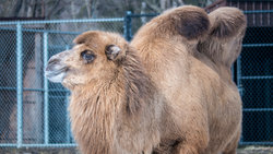 Detroit Zoo Camel