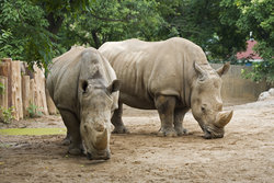 Rhinos At The Z Oo