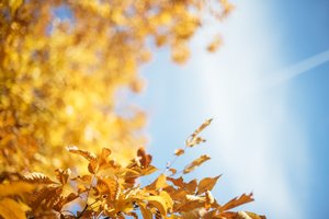 Fall Foliage
