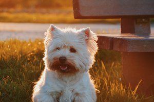 Dog Park