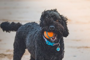 Dog Beach