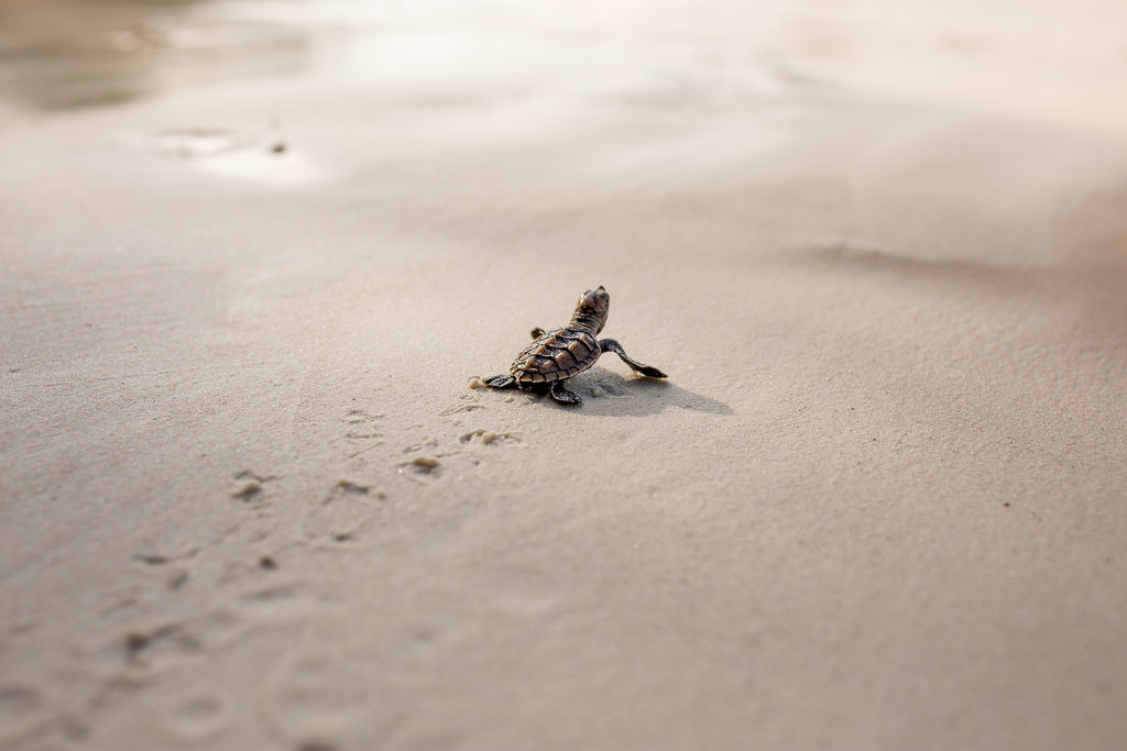 Turtle Nesting