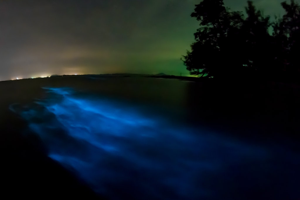 Bioluminescence