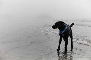 Dog Beach