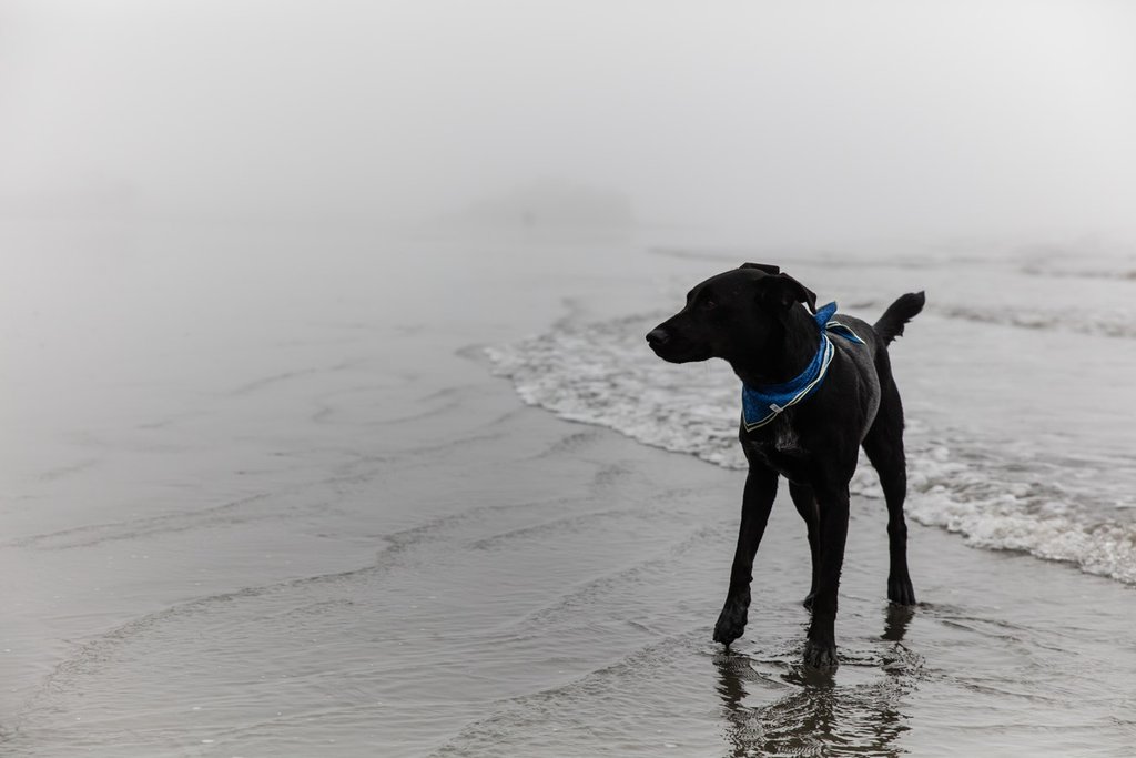 Dog Beach
