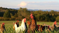 Polyface Farms