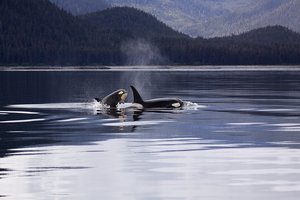 Killer Whales