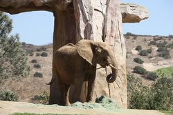 San Diego Zoo