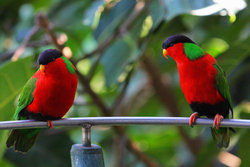 San Diego Zoo