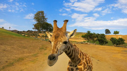 San Diego Zoo