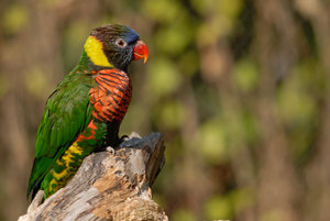 Oregon Zoo