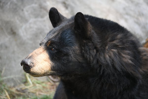 Oregon Zoo