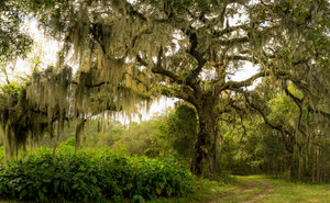 Savannah Gardens Tree