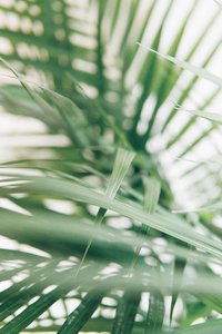 Leaves