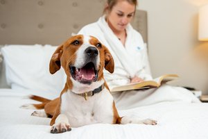 Pet Friendly