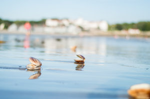Kennebunk Beach Clams