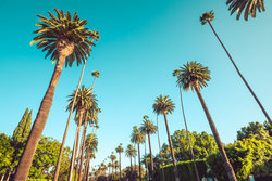 LA Palm Trees