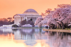 Jefferson Memorial DC Cherry Blossom Festival
