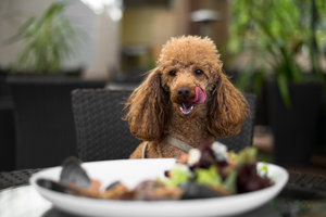 Dog Looking At Salad Outdoors