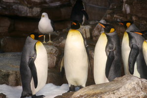 Penguins At Sea World San Antonio