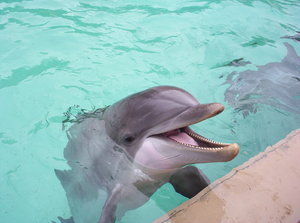 Bottlenose Dolphin At Sea World