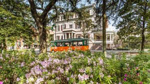 Savannah in Spring
