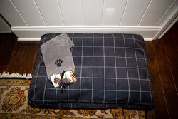 Dog 1