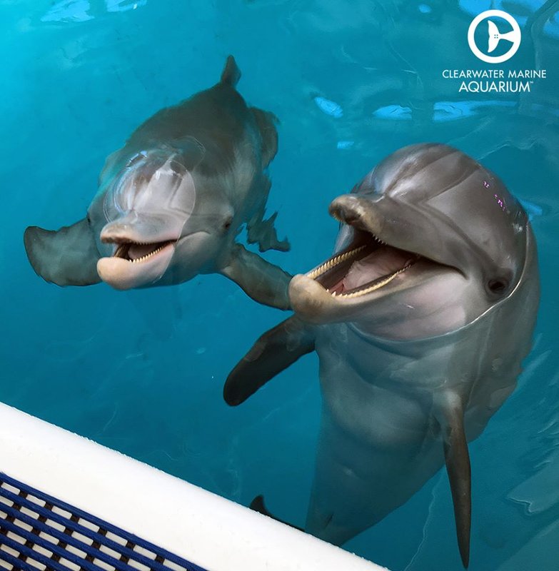 Clearwater Marine Aquarium - All You Need to Know BEFORE You Go