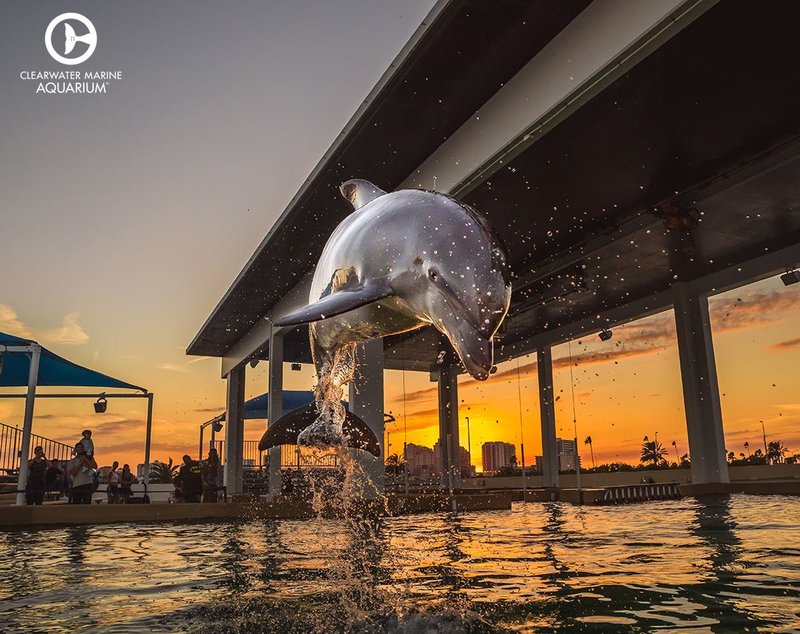 Clearwater Marine Aquarium - All You Need to Know BEFORE You Go