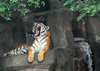 Hotel near Brookfield Zoo | Clarion Inn Elmhurst Oakbrook