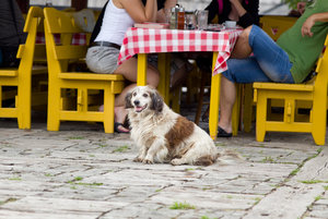 Dog At Pet Friendly Restaurant