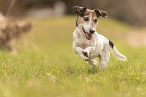 Dog In Grass