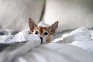 Dog On Bed