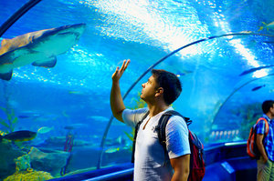 Aquarium With Glass Tunnels And Shark