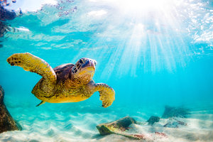 Sea Turtle In The Water