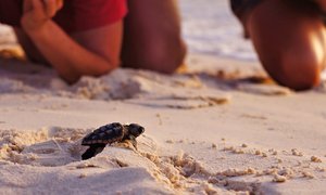 Sea Turtle Hatching