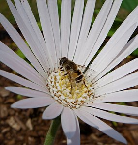 Irving Bees